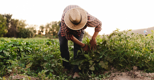 Lucrările agricole esențiale în iunie. Ghid complet pentru culturile mari, pomi și viță de vie